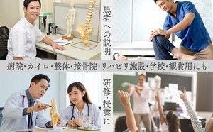 #1743 全身 人体 模型 170cm 神経根有り 全身 骨格 標本 骸骨 人骨 ガイコツ 靭帯 大学 病院 研究 理科 医学 医療 整骨 整体 鍼灸 医院 ※一部地域離島別途配送料有