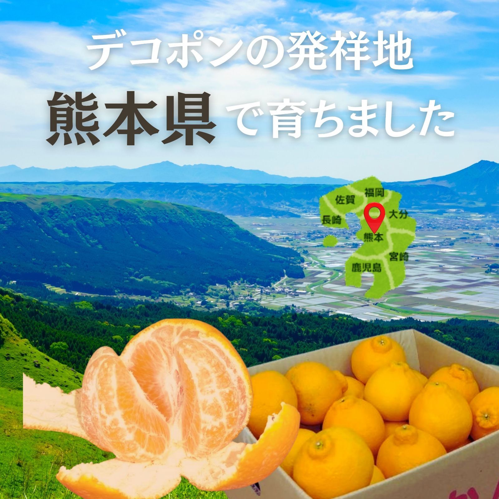 熊本県産 でこぽん デコポン 不知火 5kg 22玉 - メルカリ