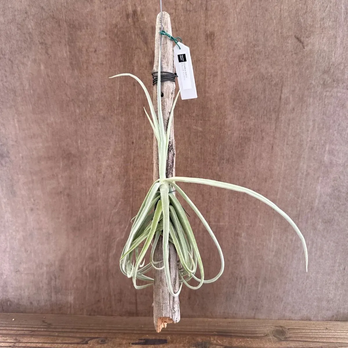 2026年最新】チランジア ドゥラティの人気アイテム - メルカリ