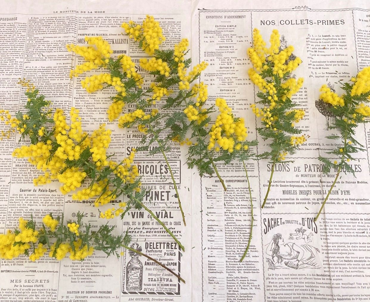 ミモザ 生花 フレッシュ 宅急便コンパクト 2月中下旬以降〜発送 - メルカリ