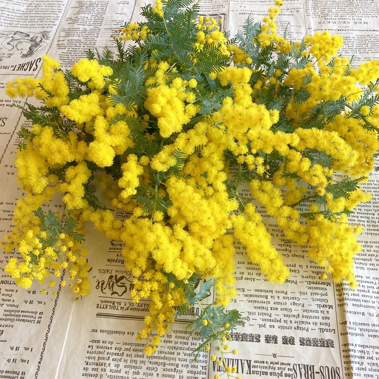 ミモザ 生花 フレッシュ 宅急便コンパクト 2月中下旬以降〜発送 - メルカリ