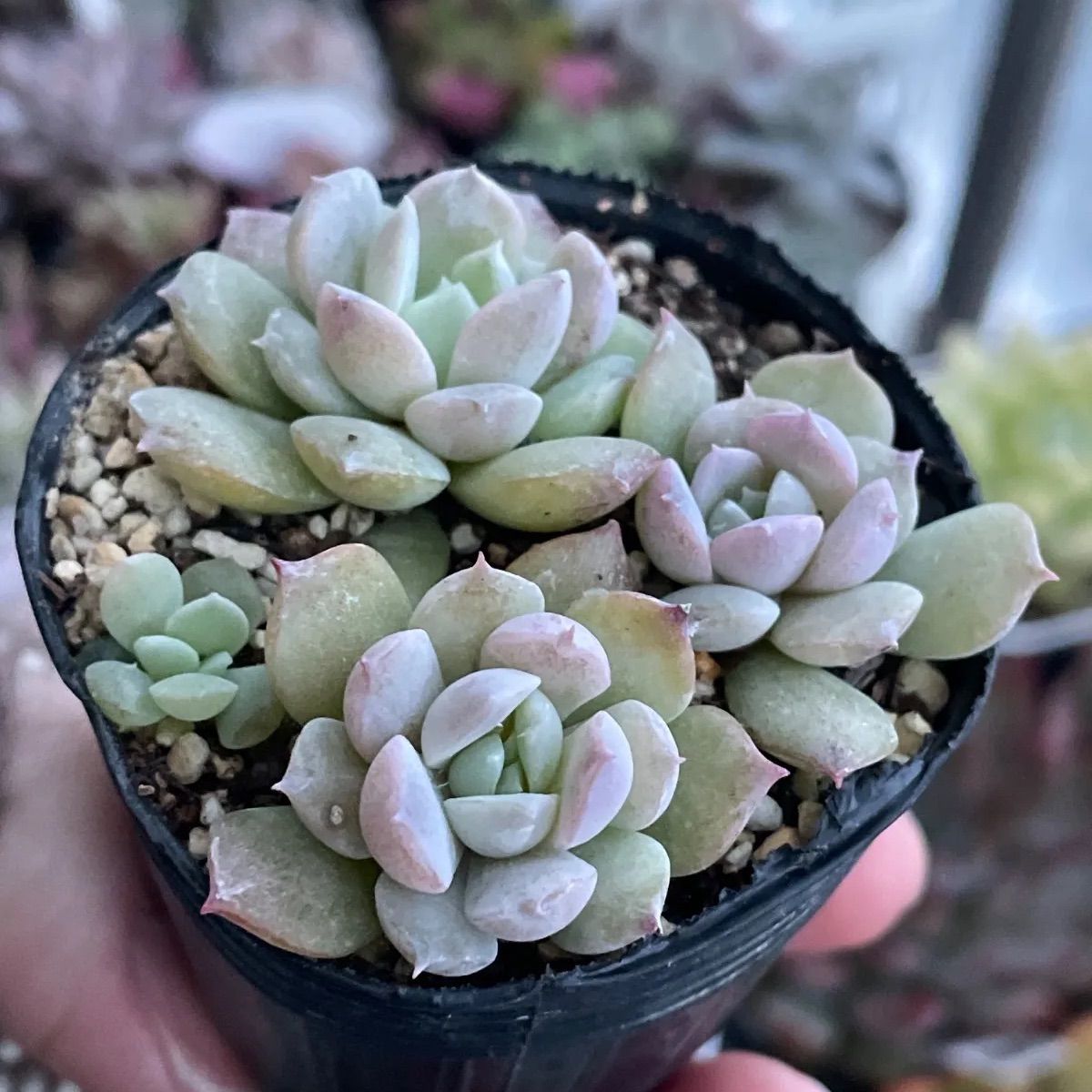 多肉植物♡アメイジンググレース❤︎抜き苗(根付き) - メルカリ