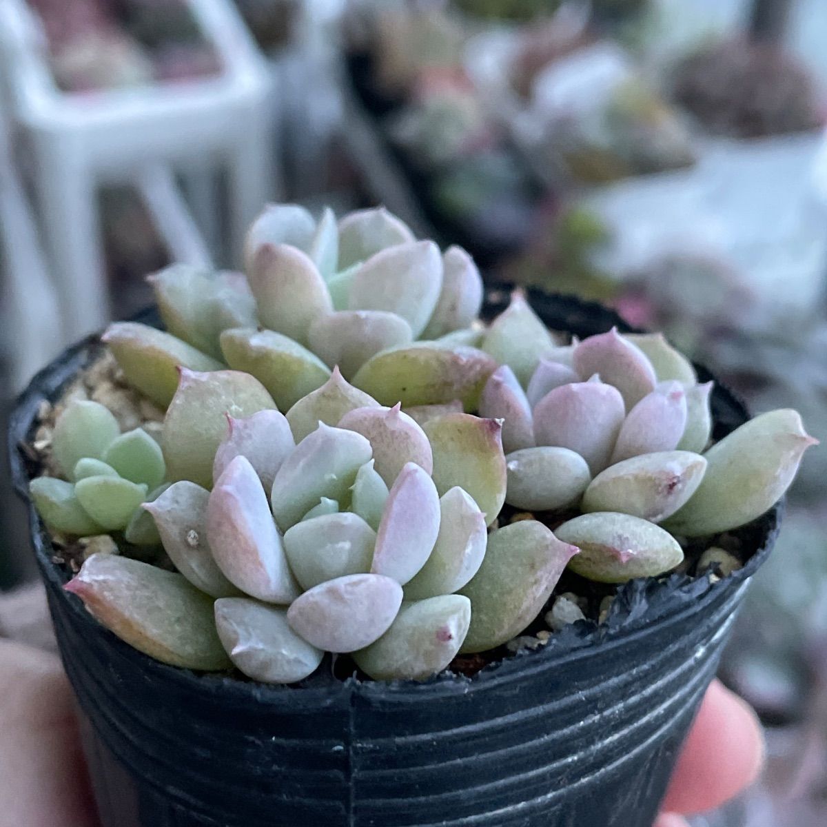 多肉植物♡アメイジンググレース❤︎抜き苗(根付き) - メルカリ