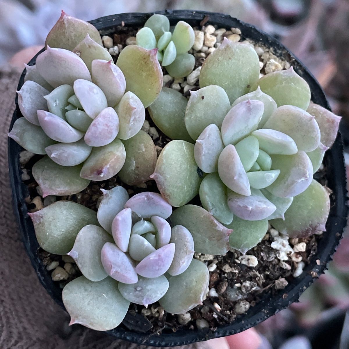 多肉植物♡アメイジンググレース❤︎抜き苗(根付き) - メルカリ