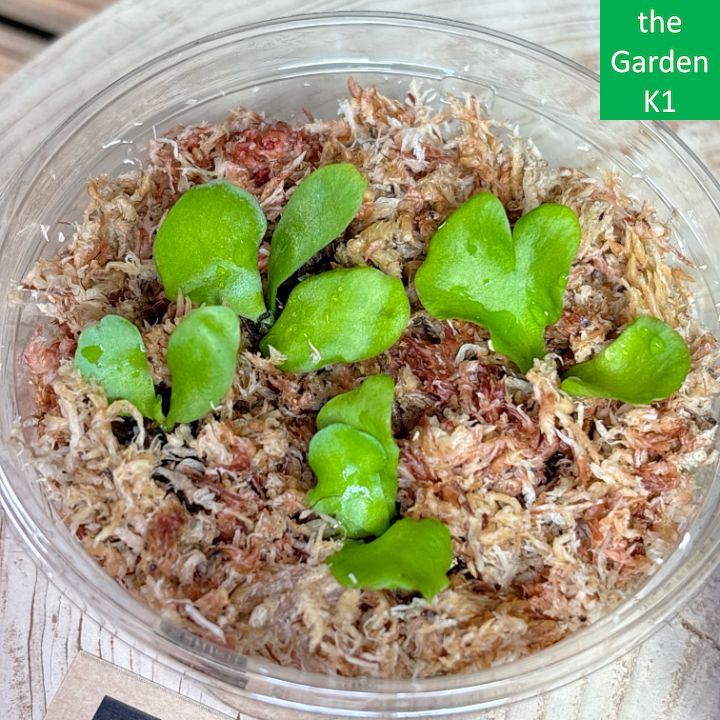 ビカクシダ】コロナリウム・マダガスカリエンセ 幼苗 CM020 【コウモリ