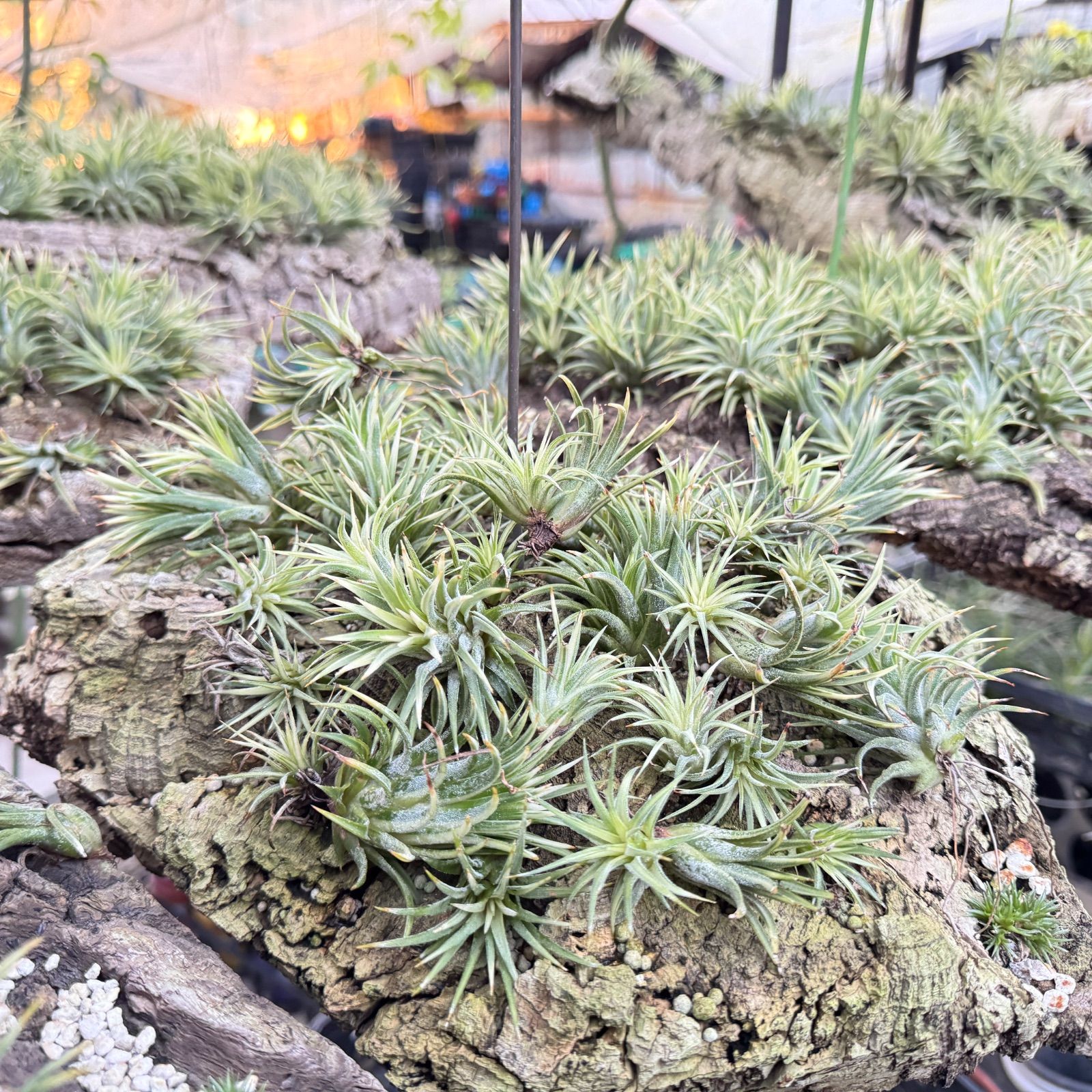 現品*中心からホワイティ葉*チランジア イオナンタ メディオピクタ 現品*中心からホワイティ葉*チランジア イオナンタ メディオピクタ