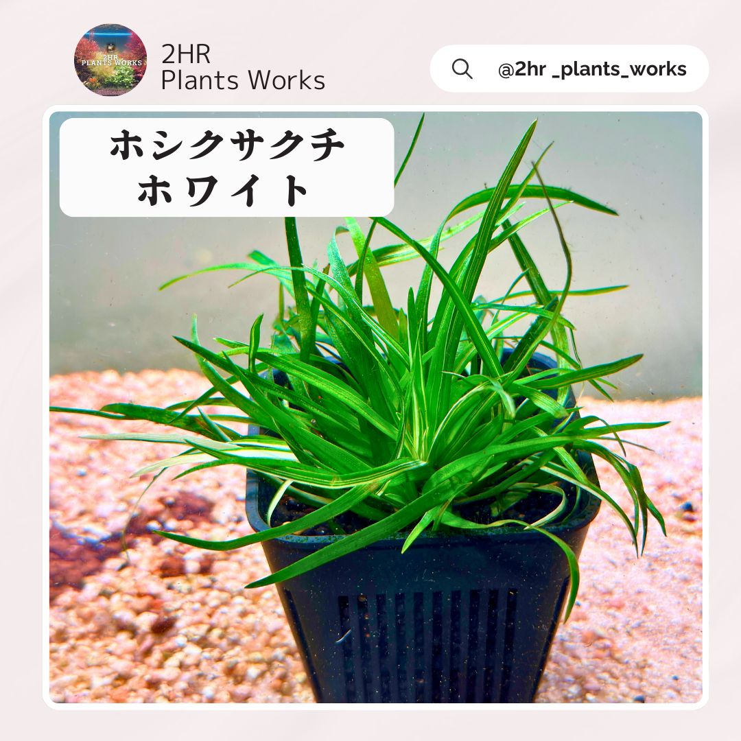限定2株】 ホシクサ・クチホワイト 水中葉1株 アクアリウム 水草