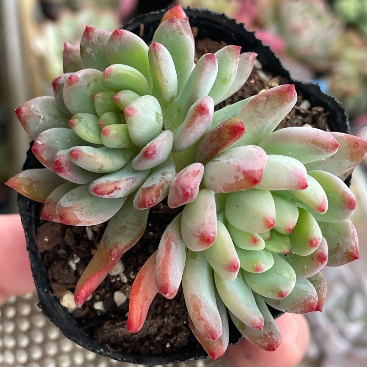 多肉植物♡ブルーエルフ❤︎抜き苗(根付き) - メルカリ