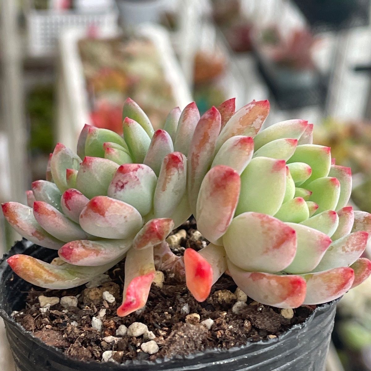 多肉植物♡ブルーエルフ❤︎抜き苗(根付き) - メルカリ