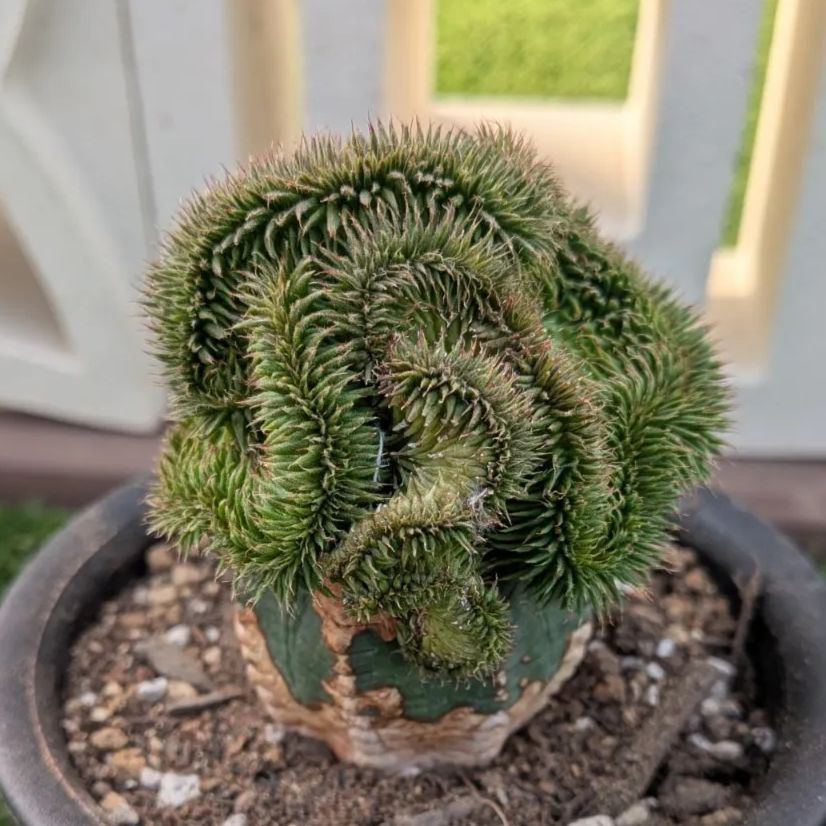 多肉植物ユーフォルビア スザンナエ（瑠璃晃）綴化 - メルカリ