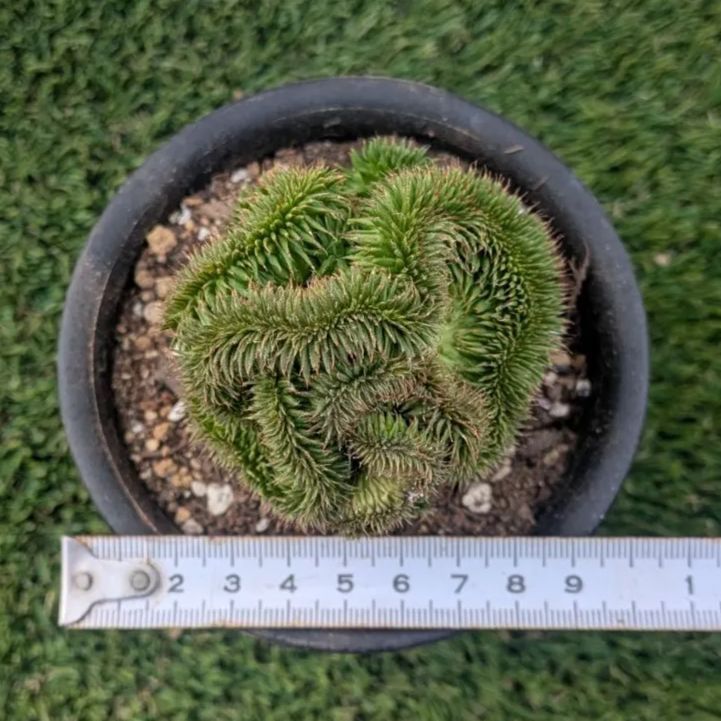 多肉植物ユーフォルビア スザンナエ（瑠璃晃）綴化 - メルカリ