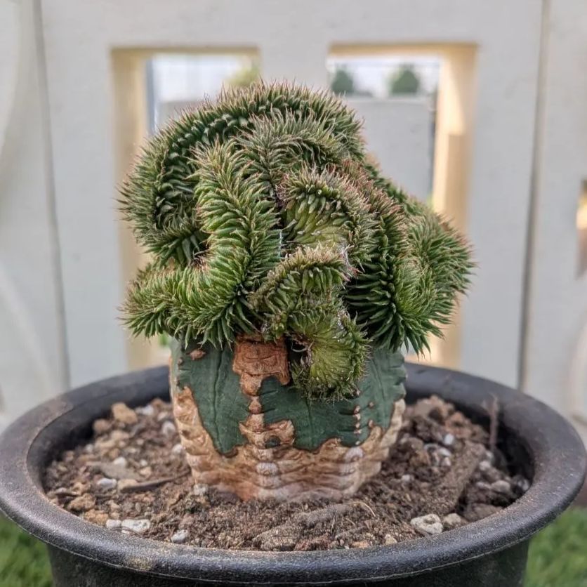 多肉植物ユーフォルビア スザンナエ（瑠璃晃）綴化 - メルカリ