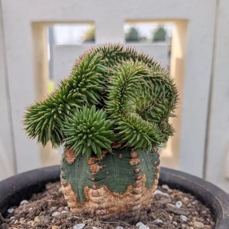 多肉植物ユーフォルビア スザンナエ（瑠璃晃）綴化 - メルカリ