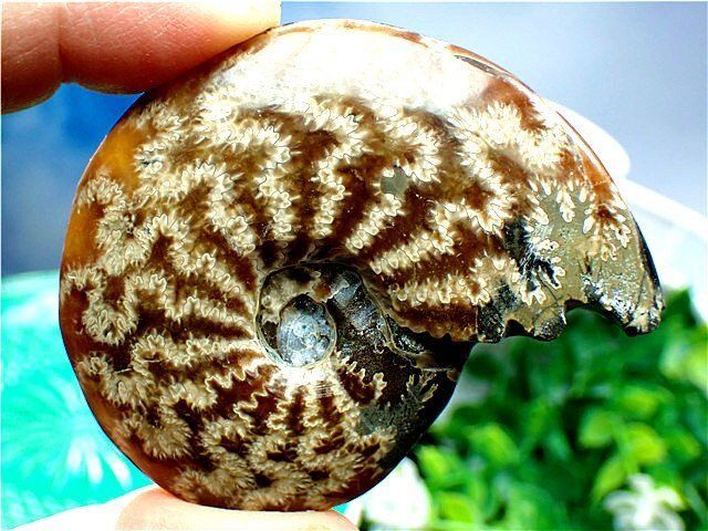 ☆貴重－アンモナイト縫合線オパール化石標本B89U3/31U47A - メルカリ