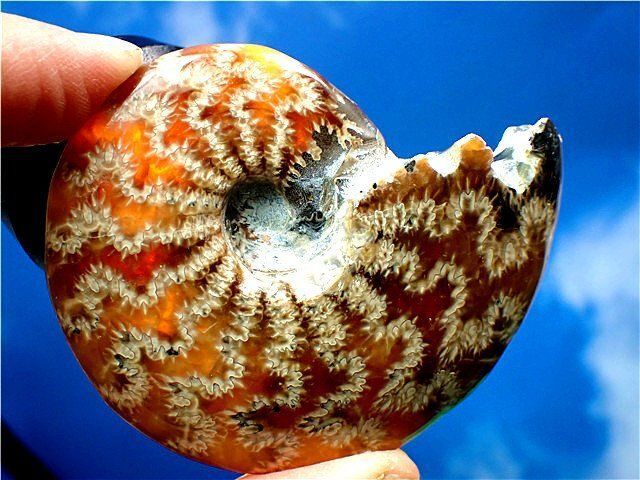 ☆貴重－アンモナイト縫合線オパール化石標本B89U3/31U47A - メルカリ