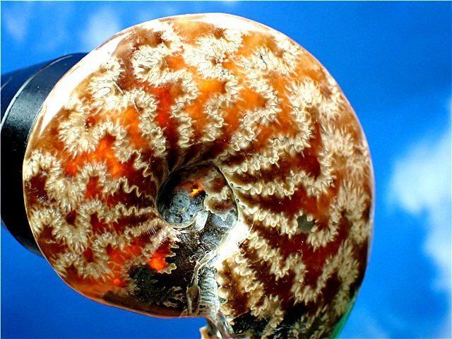 ☆貴重－アンモナイト縫合線オパール化石標本B89U3/31U47A - メルカリ