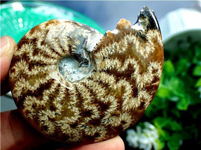 ☆貴重－アンモナイト縫合線オパール化石標本B89U3/31U47A - メルカリ