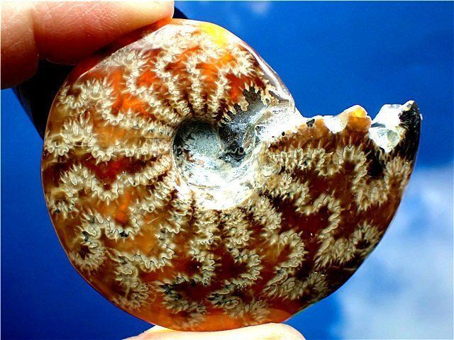 ☆貴重－アンモナイト縫合線オパール化石標本B89U3/31U47A - メルカリ