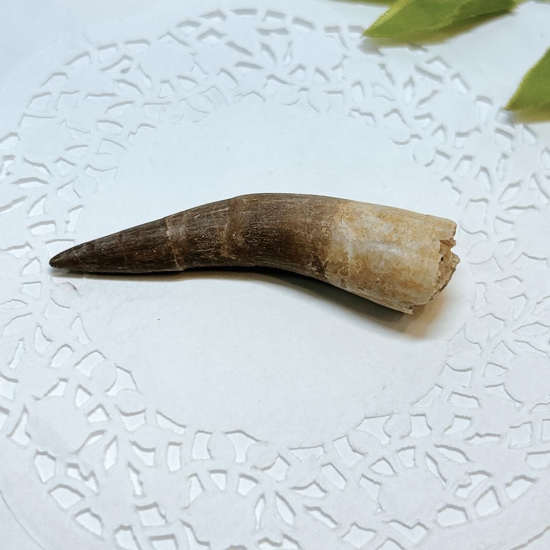 E17912 プレシオサウルス 歯化石 Plesiosaurus tooth