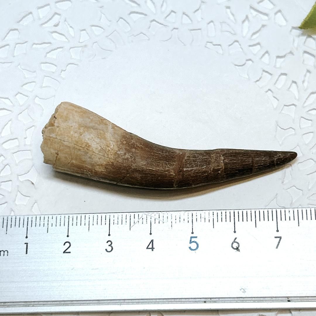  E17912 プレシオサウルス 歯化石 Plesiosaurus tooth 木製オブジェ 置物 インテリア小物