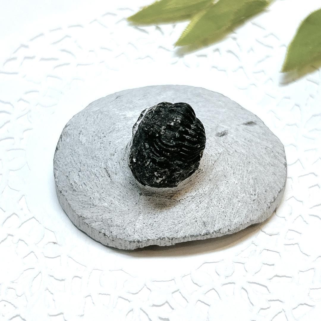 E17914】三葉虫 古生代デボン紀 化石 モロッコ 化石標本 - メルカリ