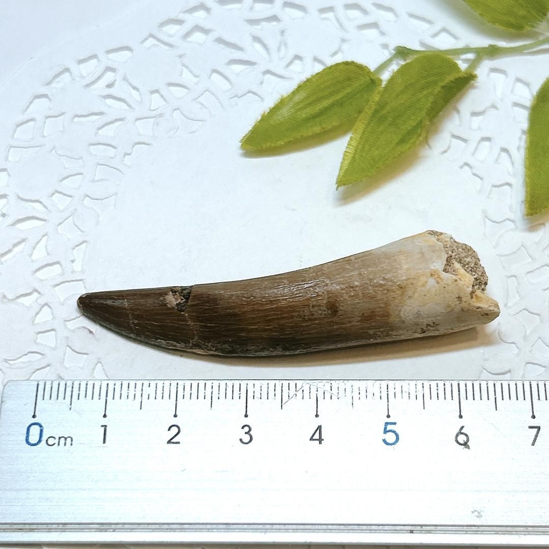  E17913 プレシオサウルス 歯化石 Plesiosaurus tooth 小物整理ボックス 置物 インテリア小物