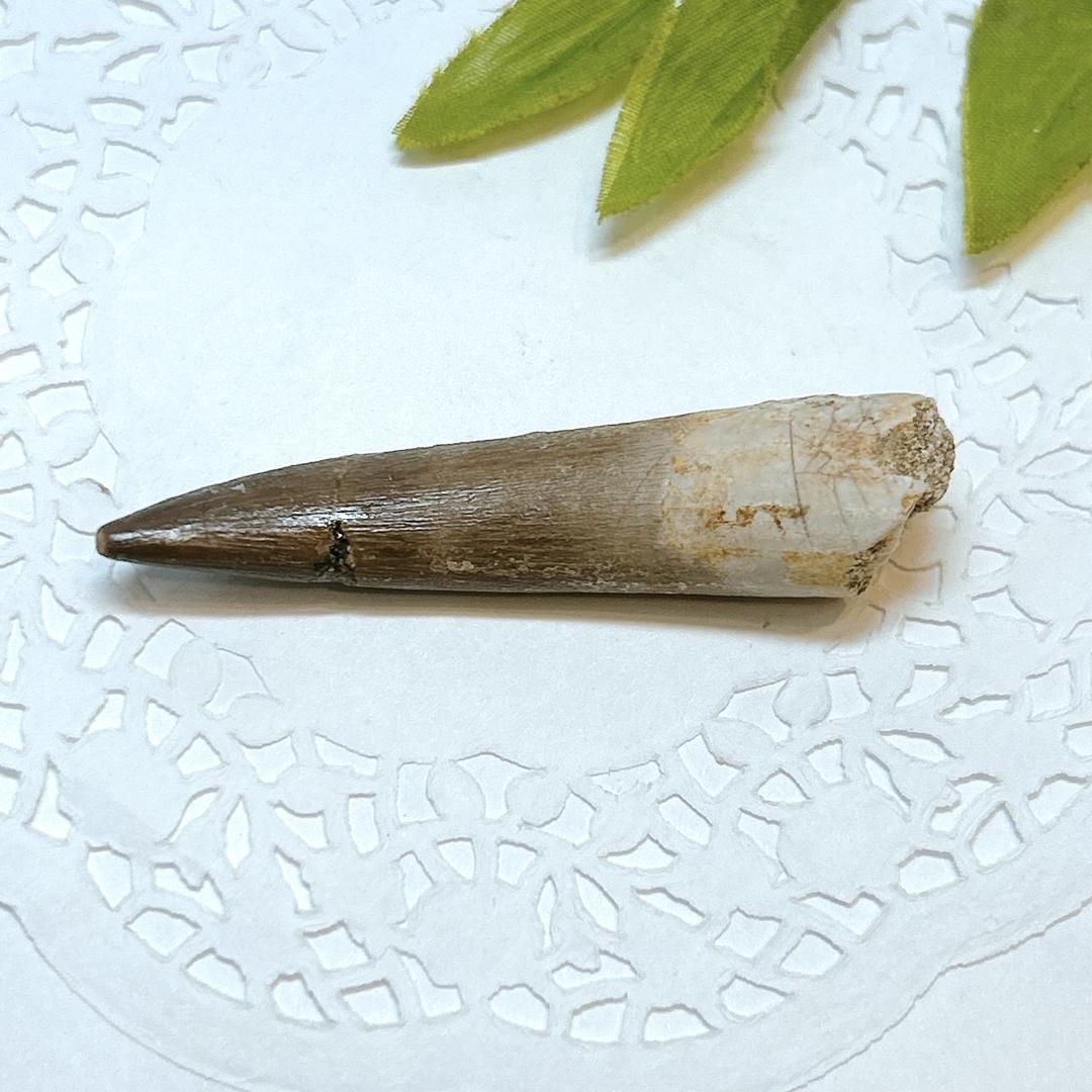 E17913 プレシオサウルス 歯化石 Plesiosaurus tooth