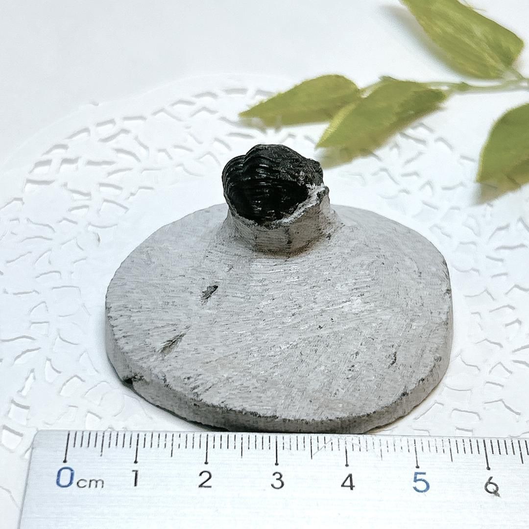 E17914】三葉虫 古生代デボン紀 化石 モロッコ 化石標本 - メルカリ