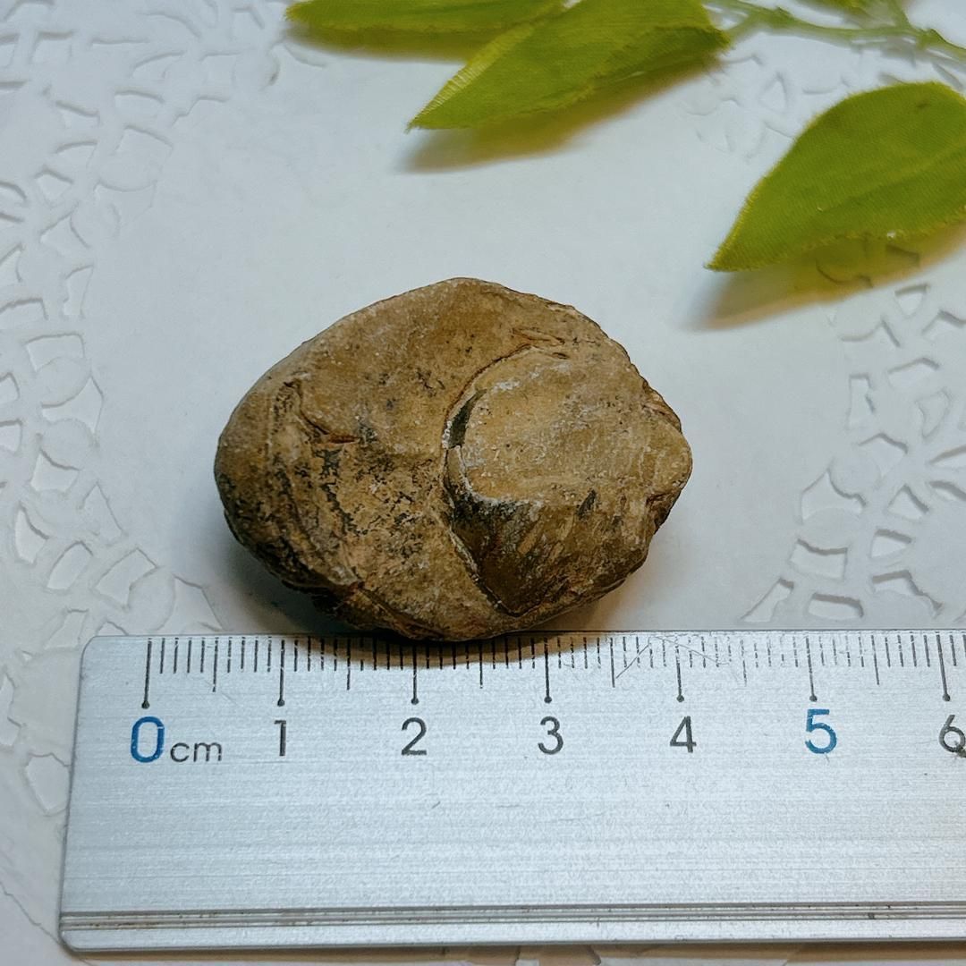 E17915】三葉虫 古生代デボン紀 化石 モロッコ 化石標本 - メルカリ