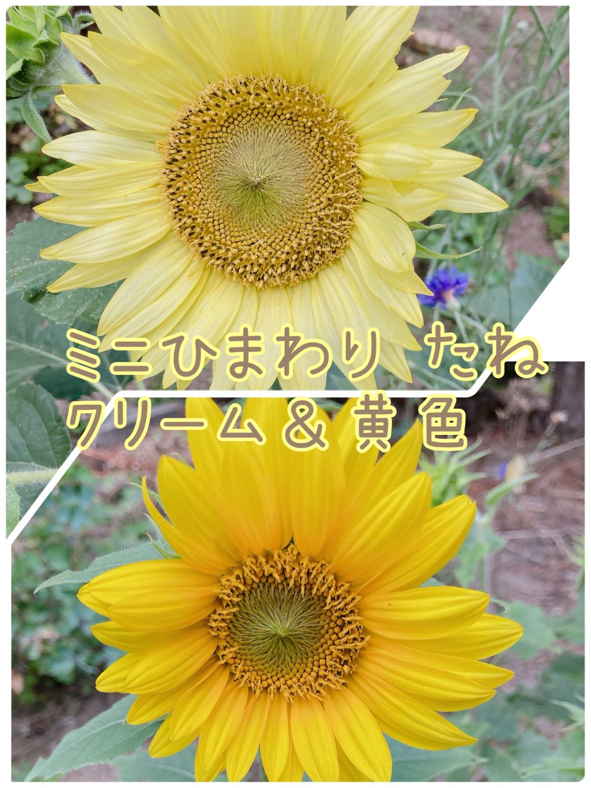 ミニひまわり クリーム＆黄色 種 - メルカリ