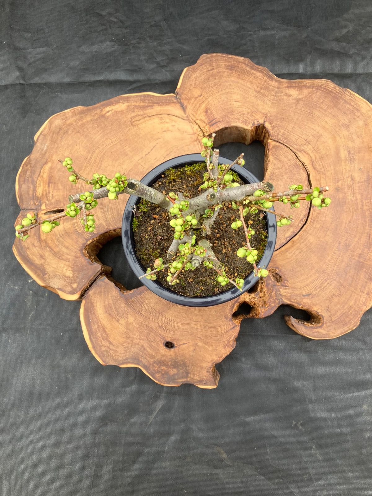 ボケ 盆栽 5号鉢 長寿宝 咲き分け一重咲き希少 - メルカリ