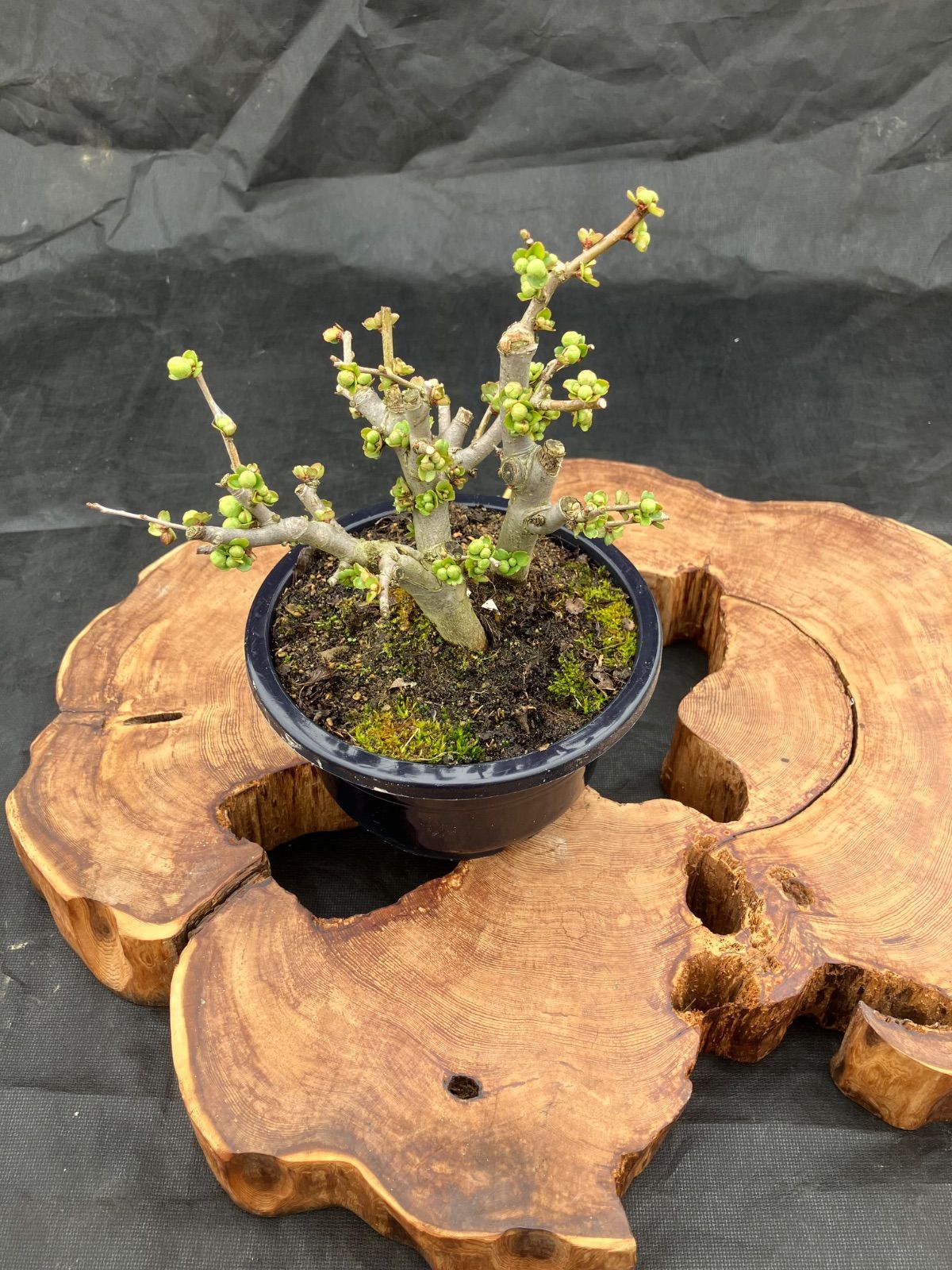 ボケ 盆栽 5号鉢 長寿宝 咲き分け一重咲き希少 - メルカリ