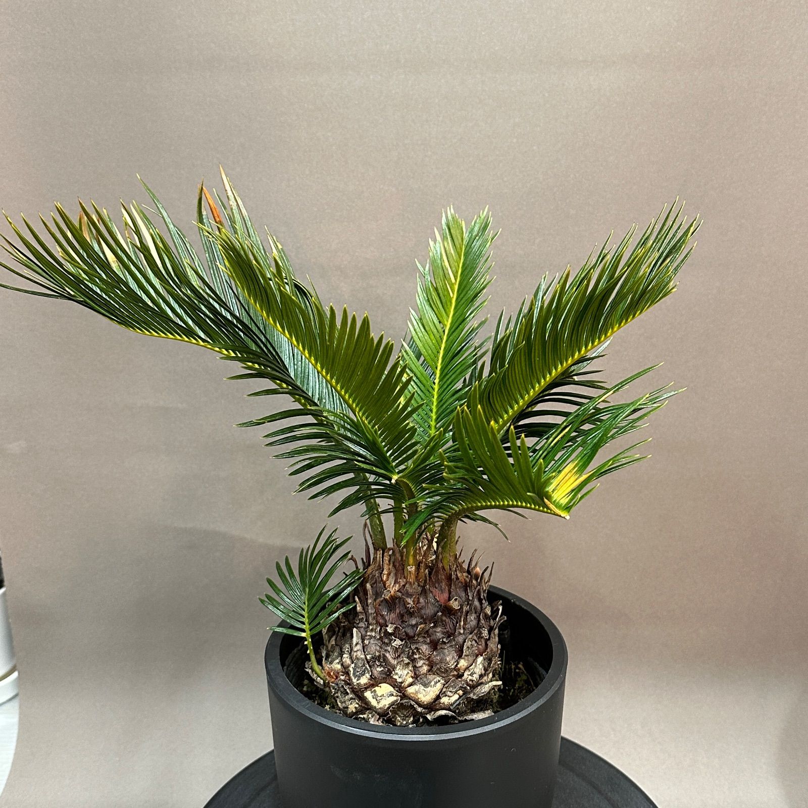 [ぺてぃのお店] 蘇鉄 ソテツ サイカス レヴォルタ Cycas revoluta