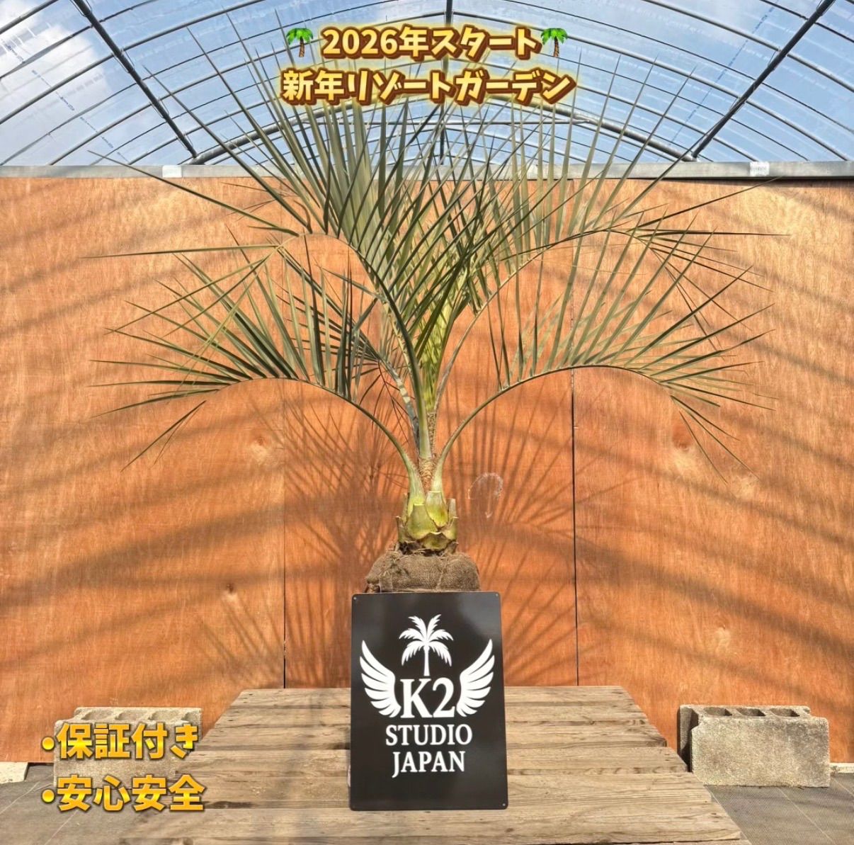 ココスヤシ（リゾート庭木）