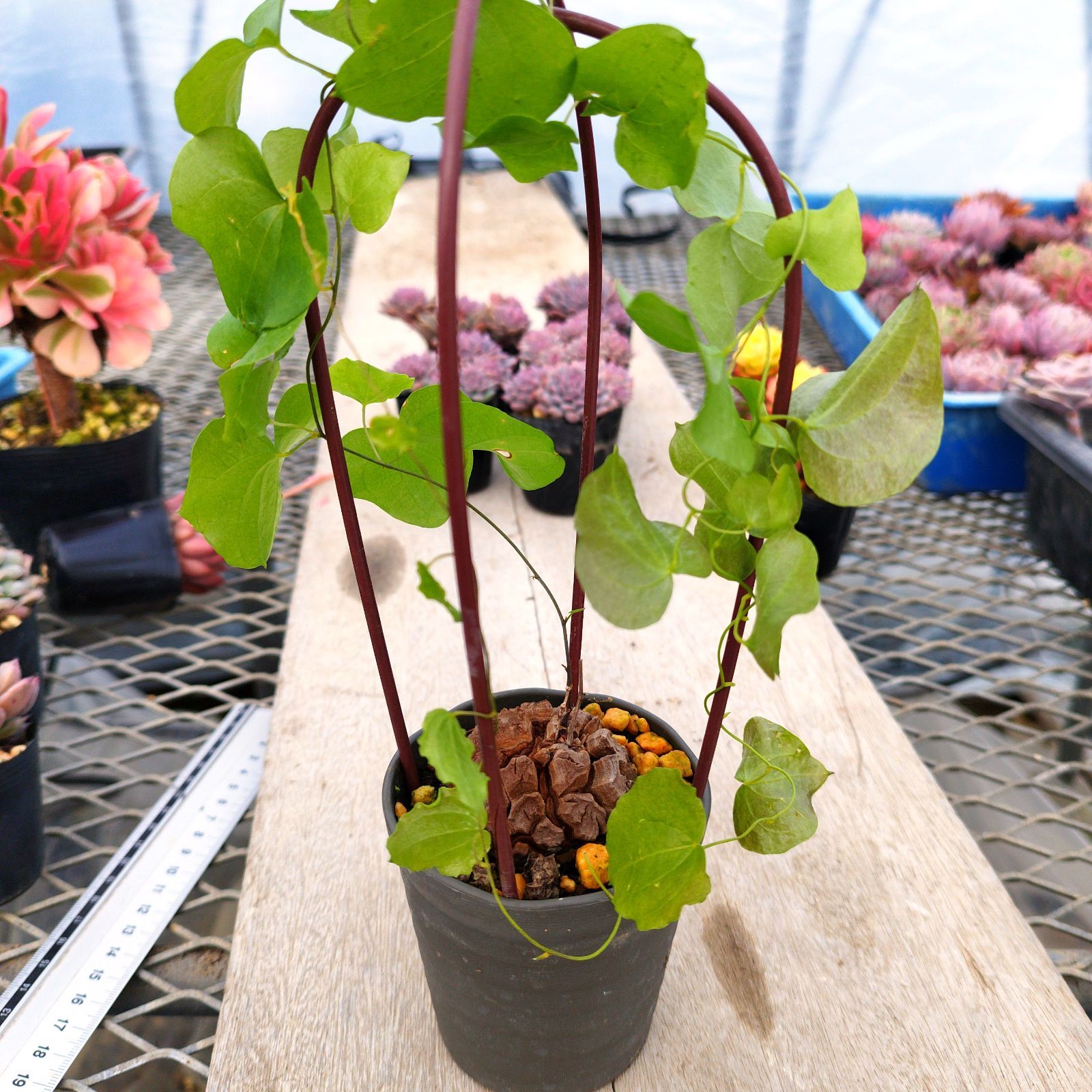 塊根植物 アフリカ 亀甲竜 ポットごと - メルカリ