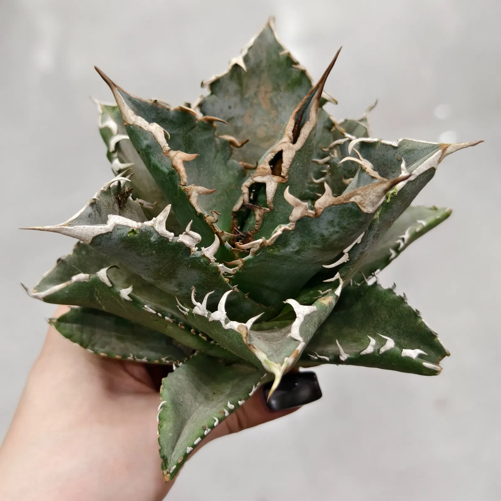 2026年最新】牛魔王 アガベの人気アイテム - メルカリ