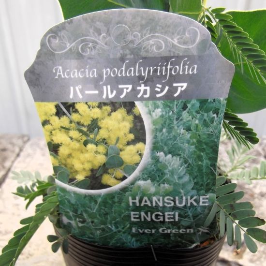 パールアカシア」4号 マメ科 オーストラリア原産 Acacia