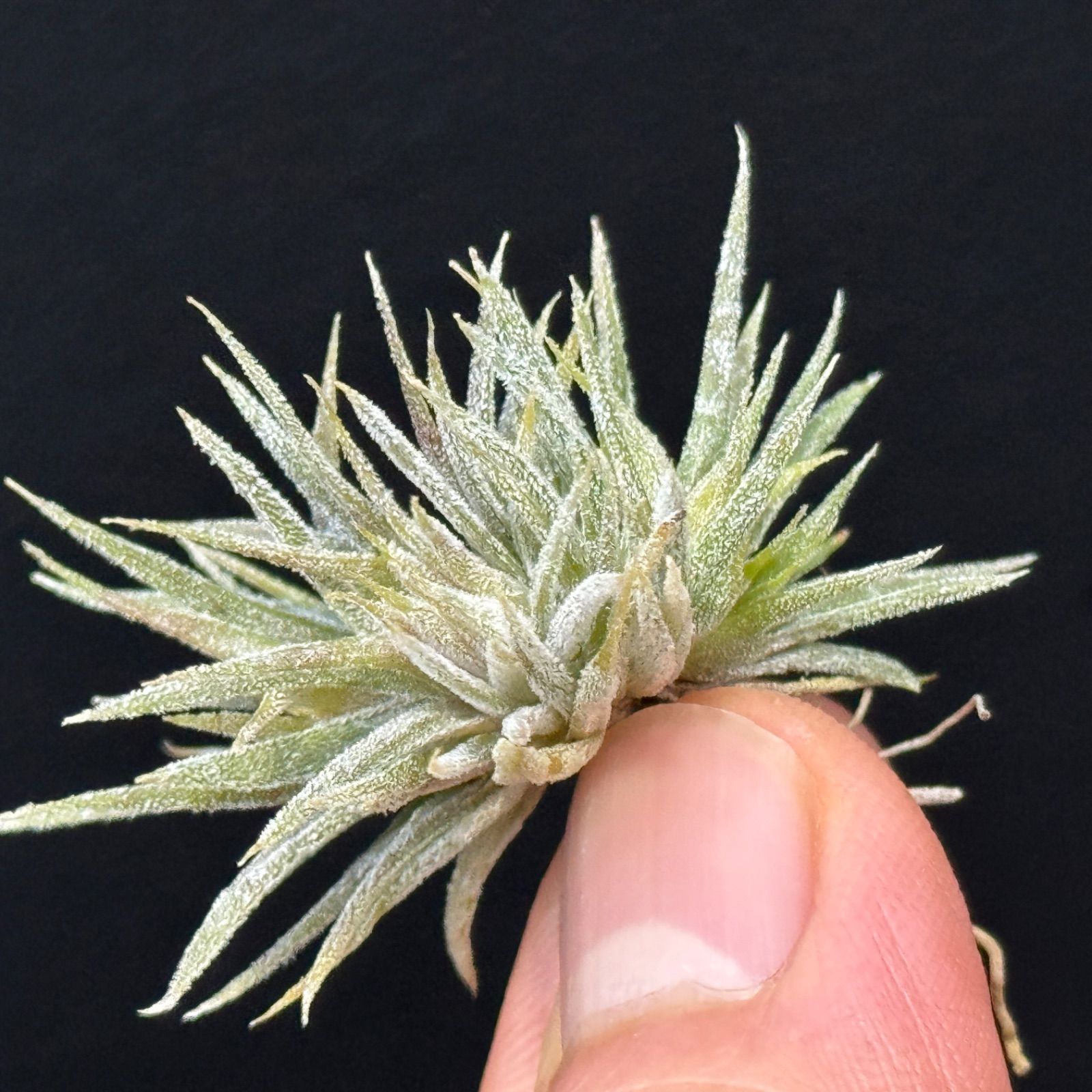 ブロメリア・エアープランツ Tillandsia ionantha 'monstrose' 現品＊ チランジア イオナンタ モンストローズ (モンストローサ