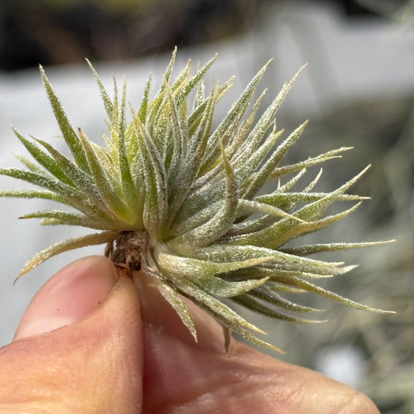 ブロメリア・エアープランツ Tillandsia ionantha 'monstrose