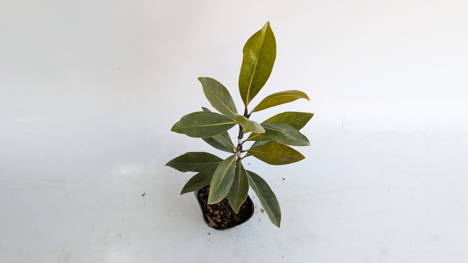 リトルジェム/10.5cmポット(画像の物をお送りいたします)1本 - メルカリ