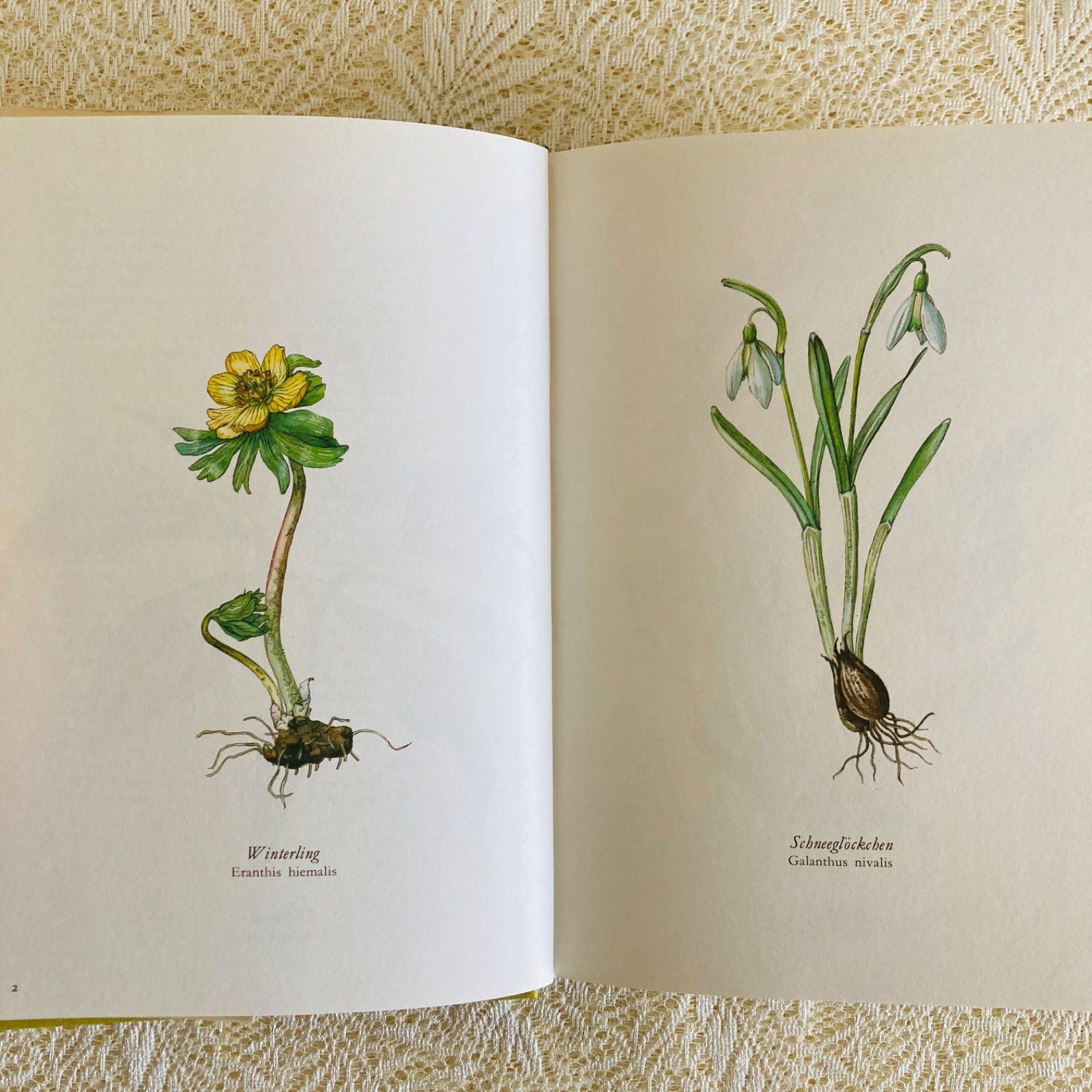 すずらん装丁の植物図鑑 美しい植物画304点収録 洋書・古書 - メルカリ