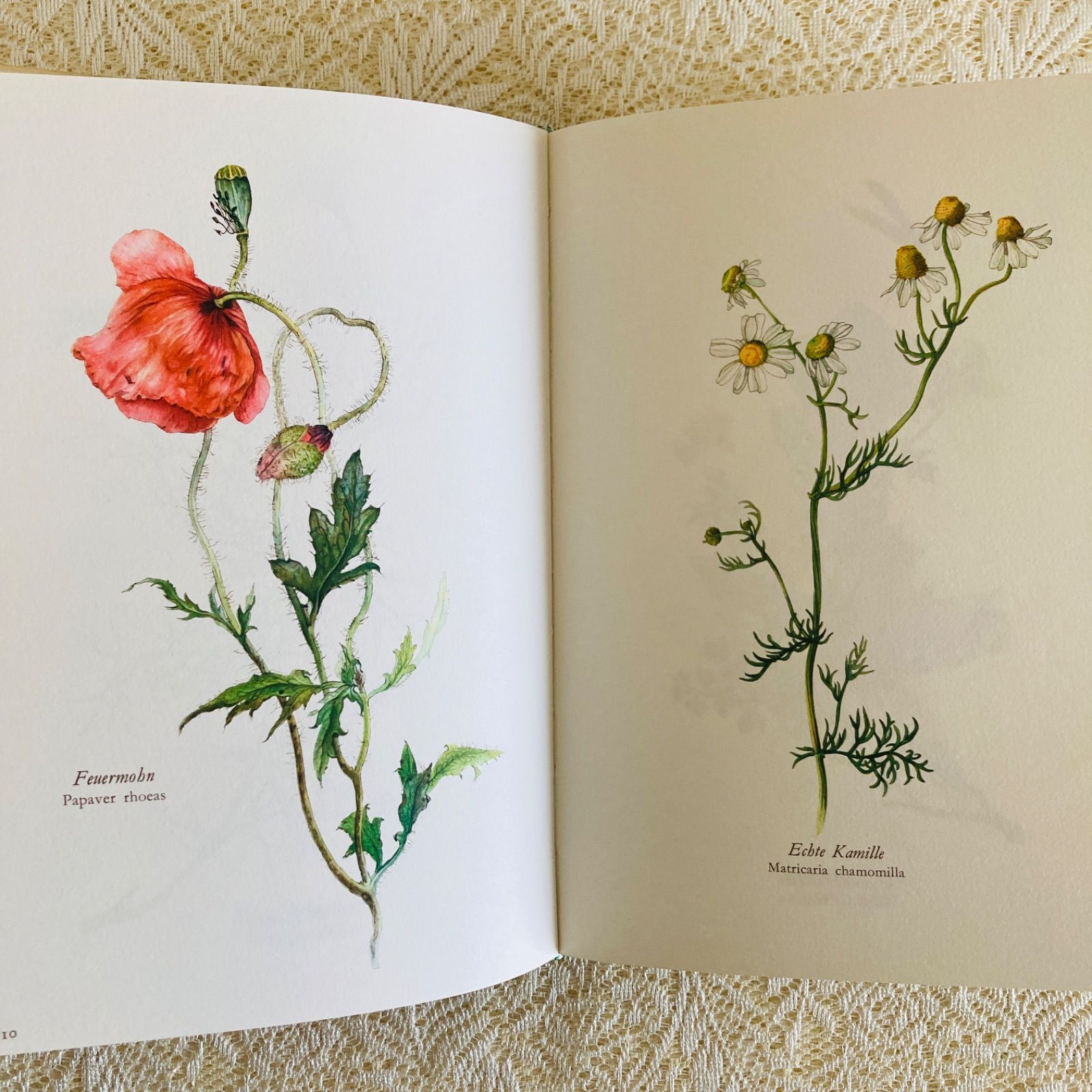 すずらん装丁の植物図鑑 美しい植物画304点収録 洋書・古書 - メルカリ