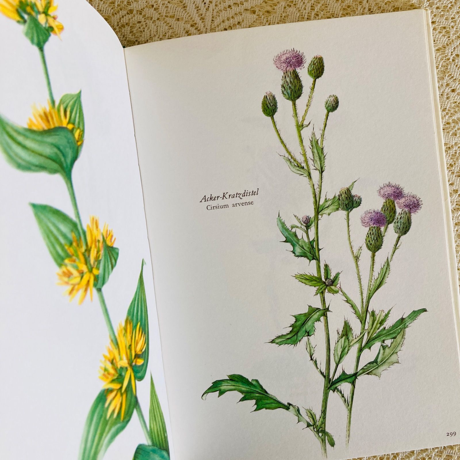 すずらん装丁の植物図鑑 美しい植物画304点収録 洋書・古書 - メルカリ