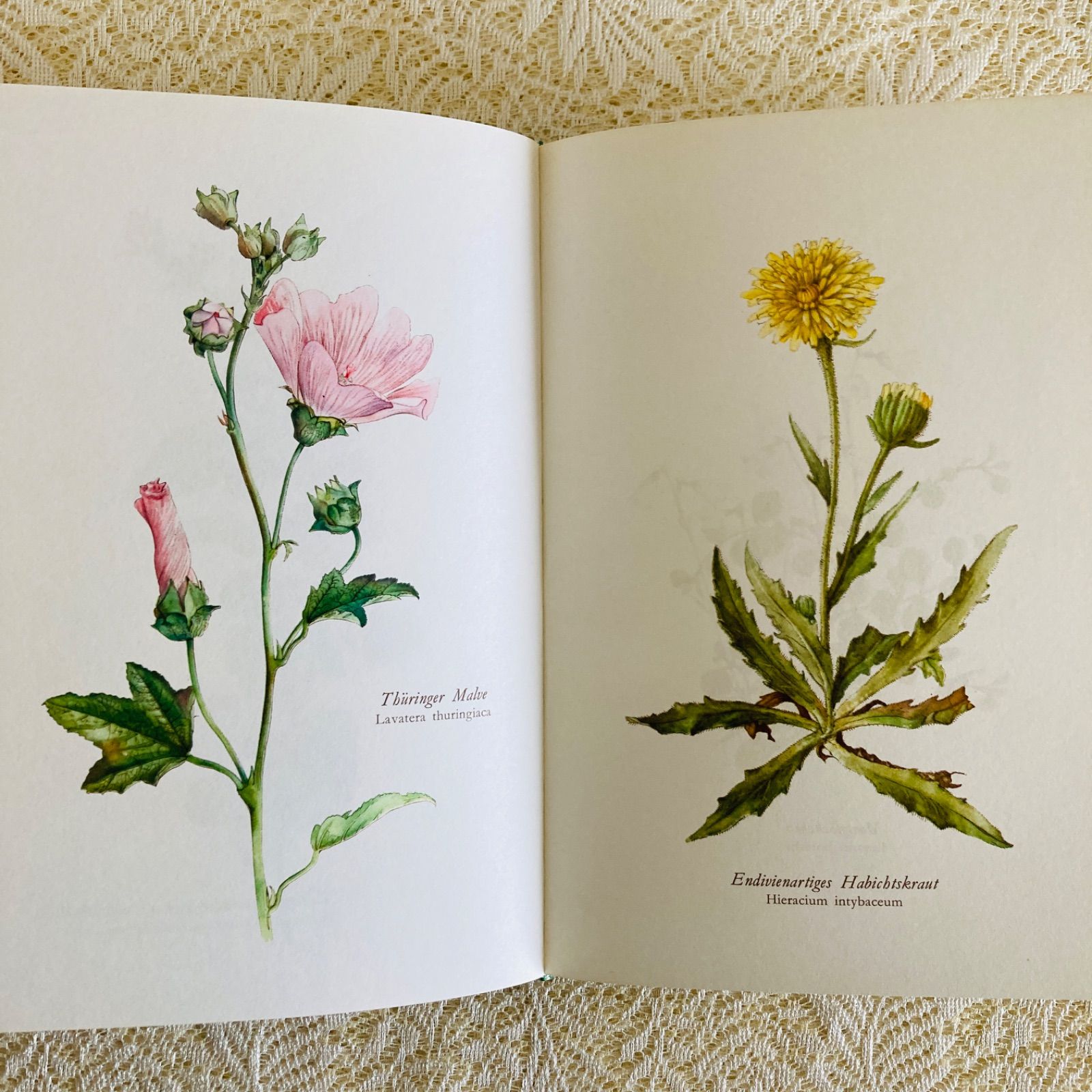 すずらん装丁の植物図鑑 美しい植物画304点収録 洋書・古書 - メルカリ