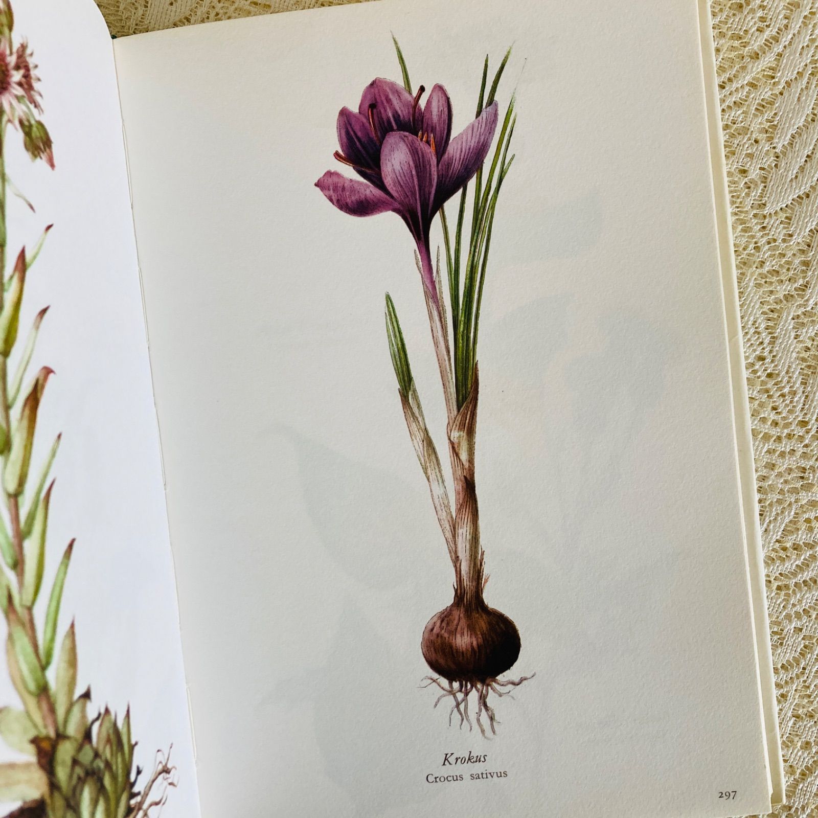 すずらん装丁の植物図鑑 美しい植物画304点収録 洋書・古書 - メルカリ