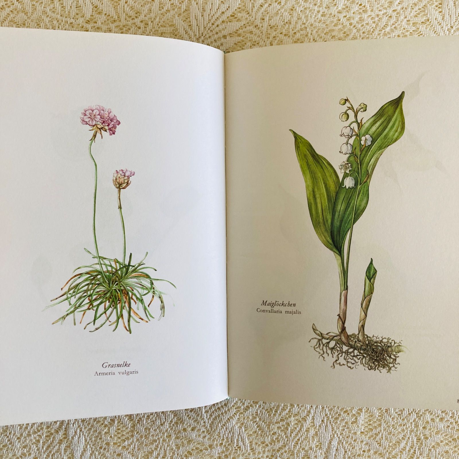 すずらん装丁の植物図鑑 美しい植物画304点収録 洋書・古書 - メルカリ