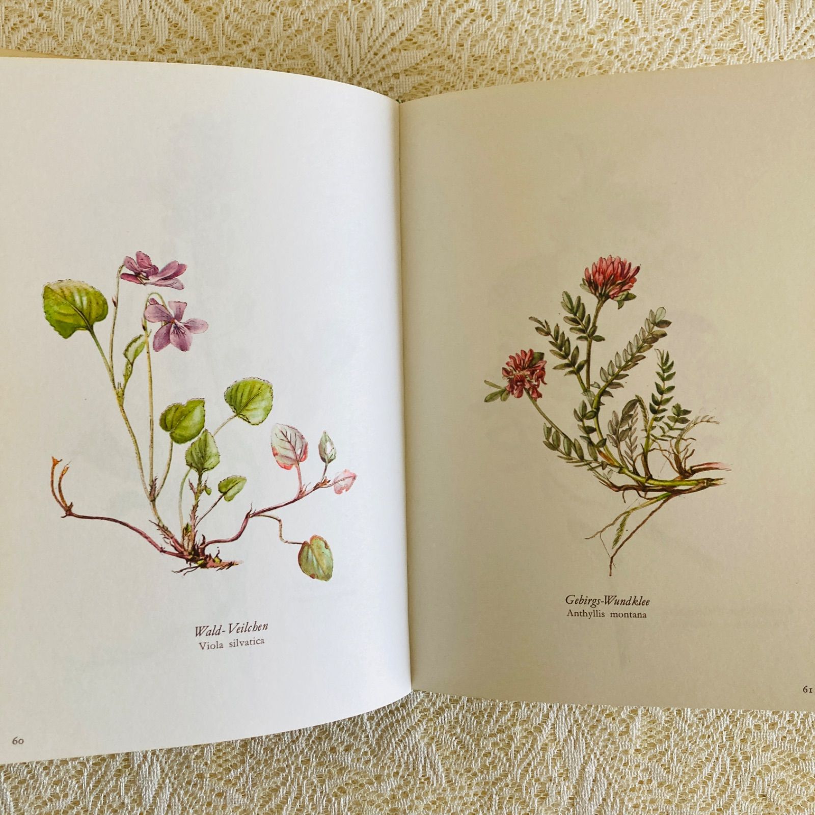 すずらん装丁の植物図鑑 美しい植物画304点収録 洋書・古書 - メルカリ