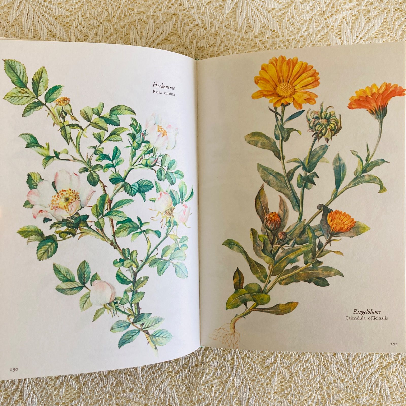 すずらん装丁の植物図鑑 美しい植物画304点収録 洋書・古書 - メルカリ