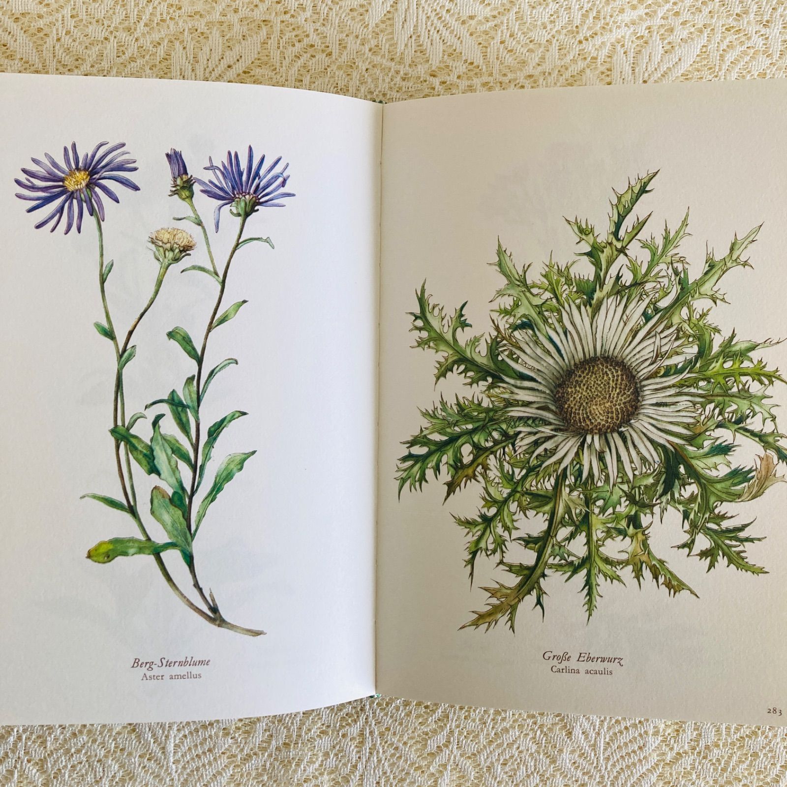 すずらん装丁の植物図鑑 美しい植物画304点収録 洋書・古書 - メルカリ