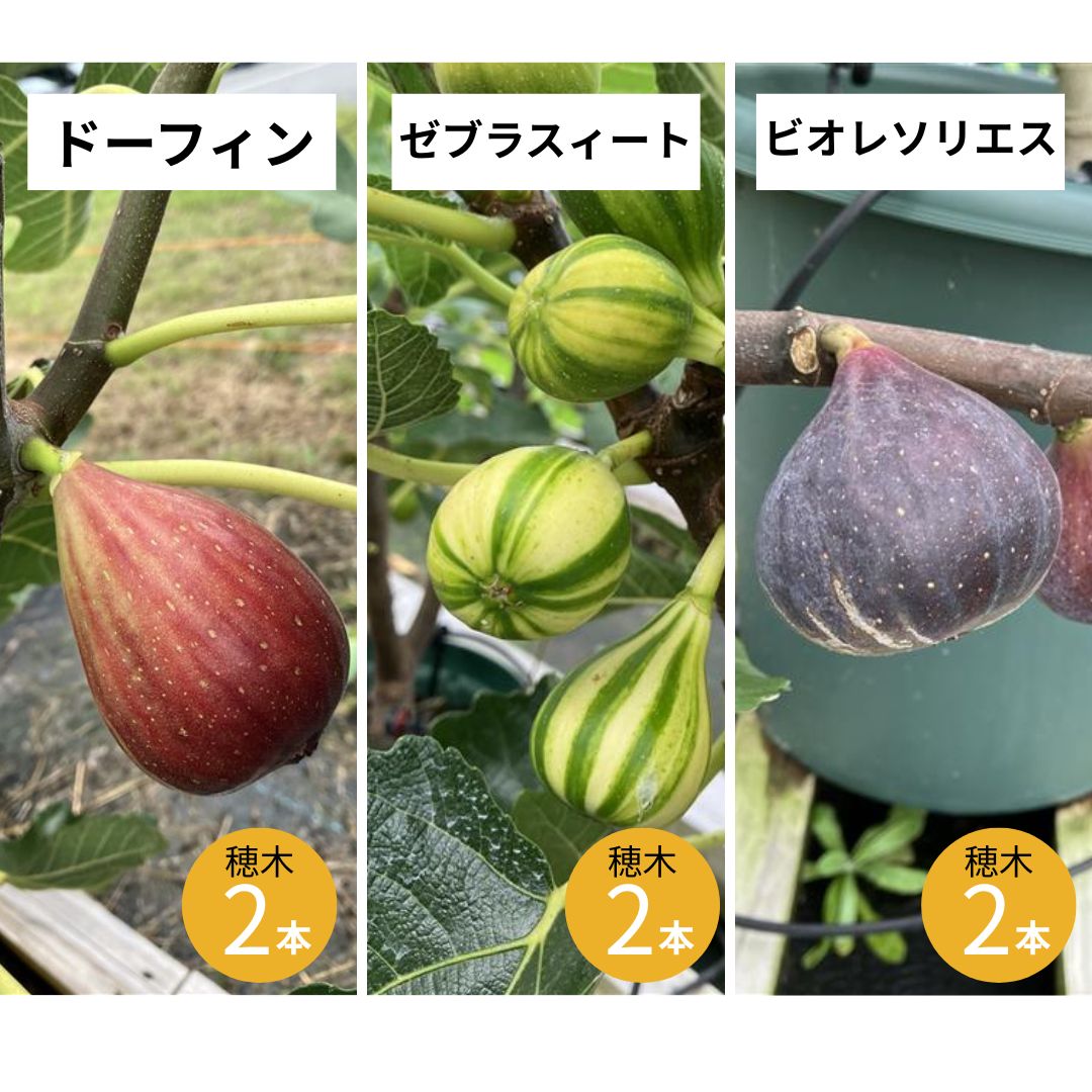 イチジク ドーフィン ゼブラスイート ビオレソリエス 穂木 計6本